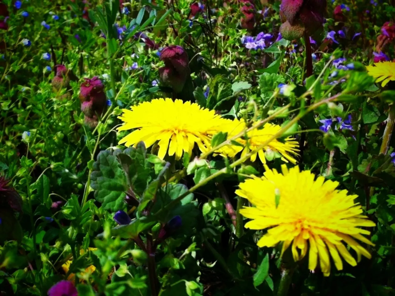 Blossoming spectacle approaches: Expert insights on captivating camassias and top varieties to...