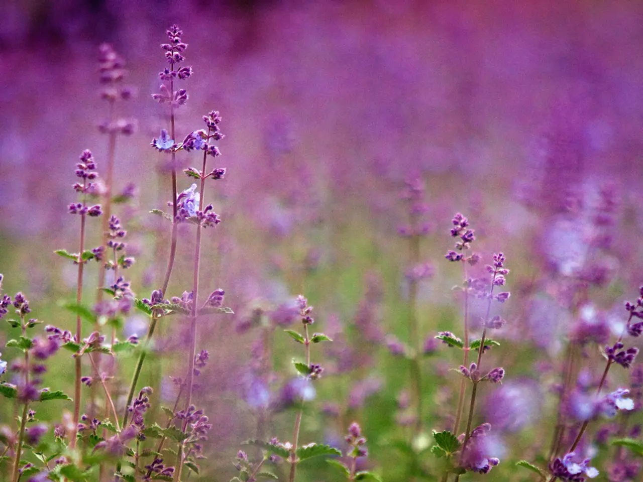 Cultivating Lavender from Seeds: A Step-by-Step Guide