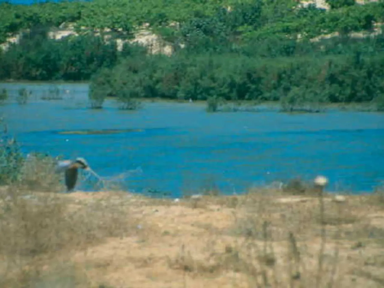 Selecting Suitable Soil for Prosperous Magnolia Growth