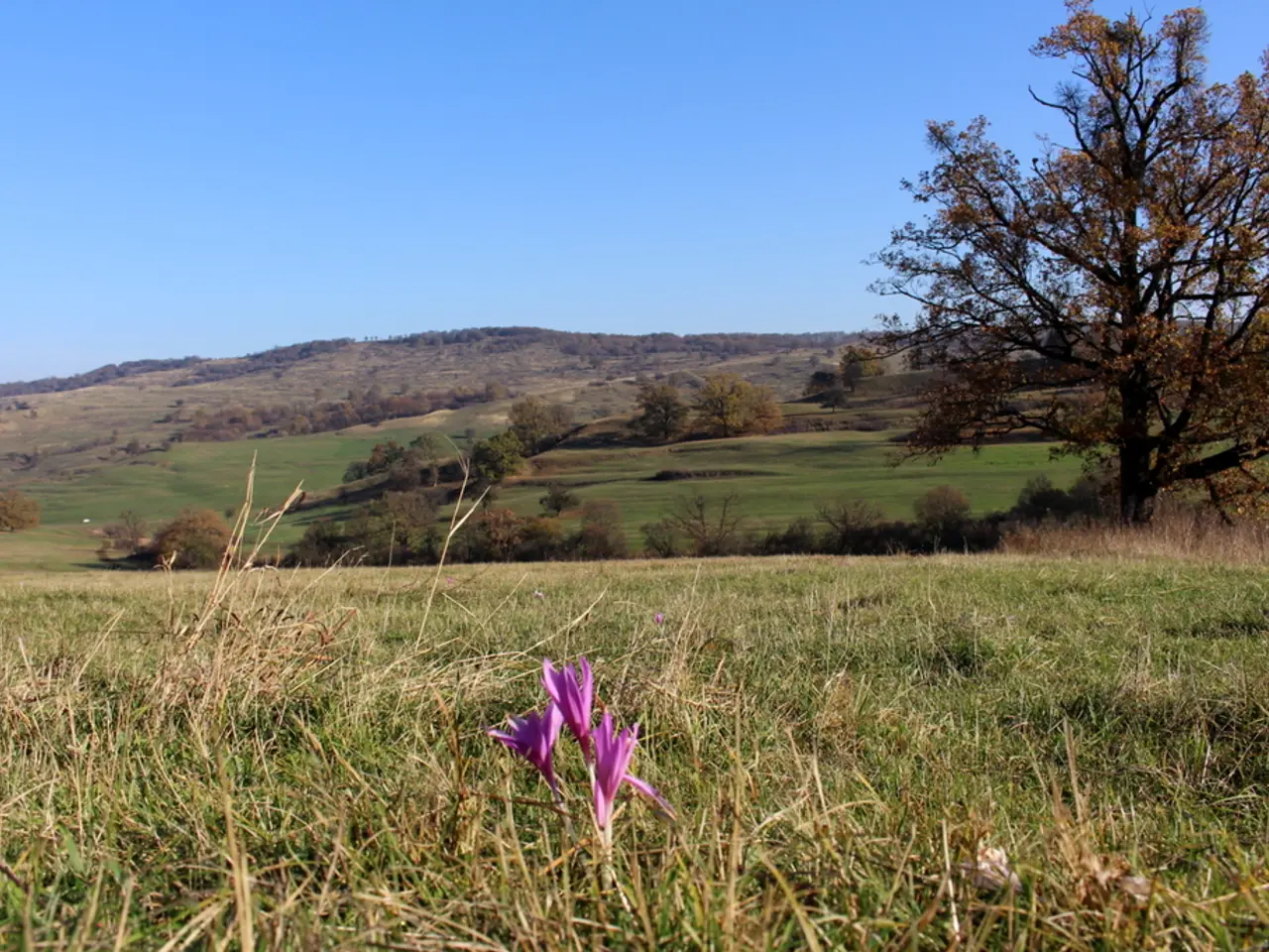 7 Autumn-Hued Privacy Plants to Erect Vibrant Barriers in Your Space
