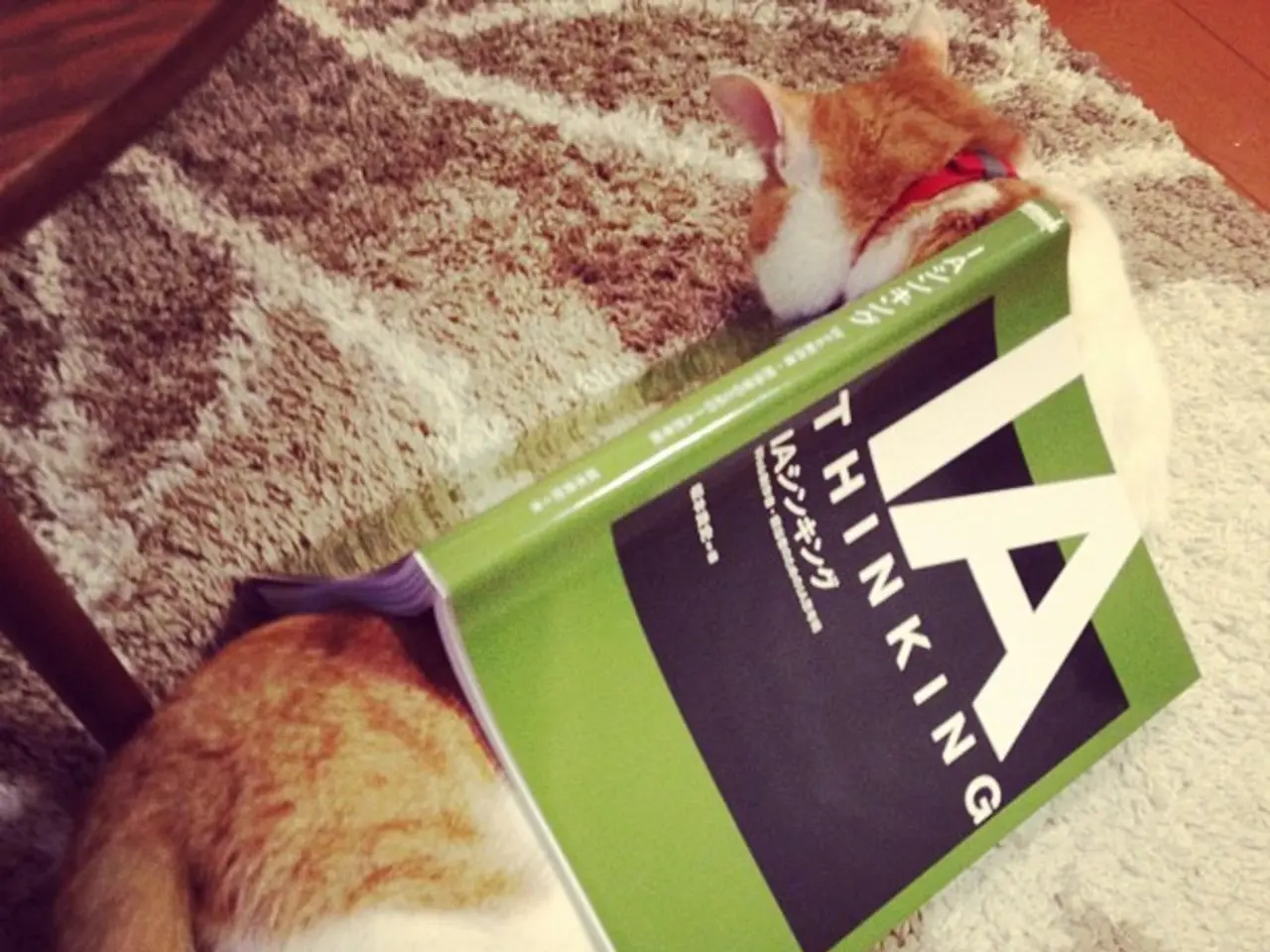 Essential Feline-Themed Bookmarks for Cat Enthusiasts