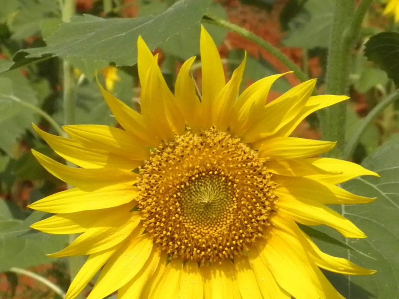 Cultivating Sunflowers: A Look at Different Species