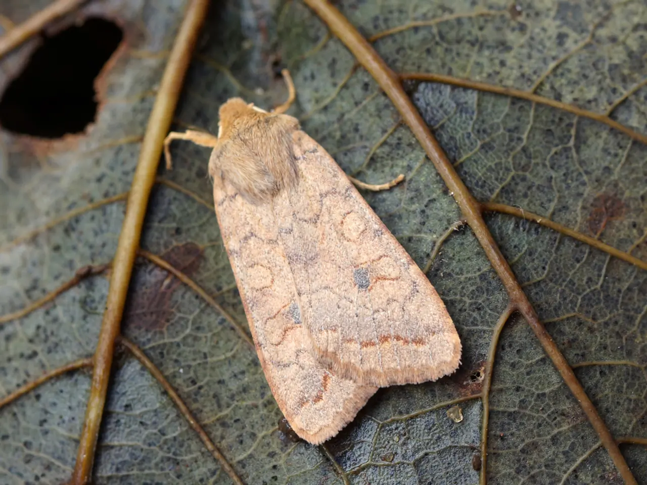 Insect that infests horse chestnuts described