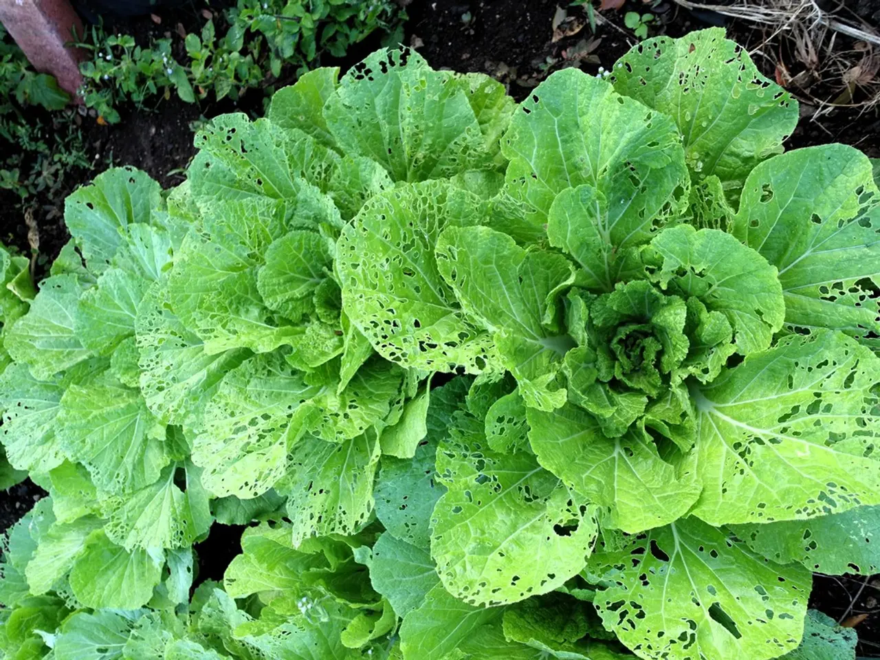 Guide for Cultivating Spinach in Containers