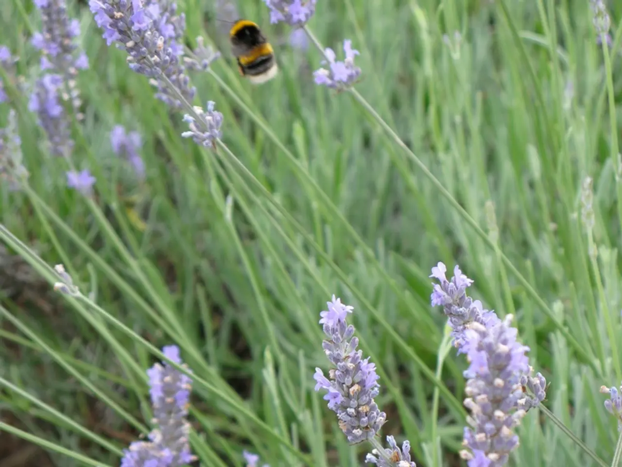 Constructing a bee watering station for aiding pollinators during heatwaves - an engaging,...
