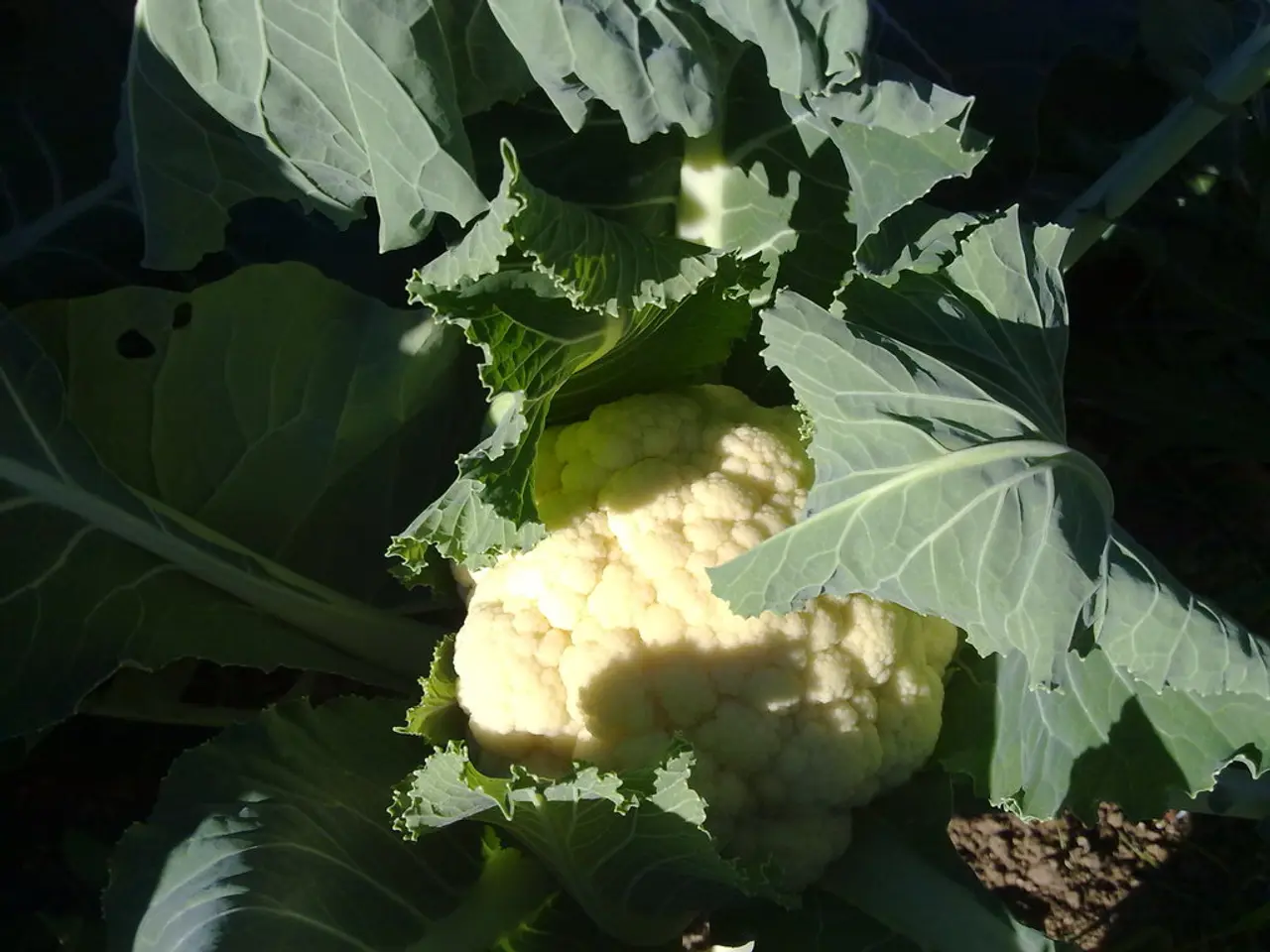 Guide to Cultivating Cauliflower: A Beginner's Simple and Rewarding Journey