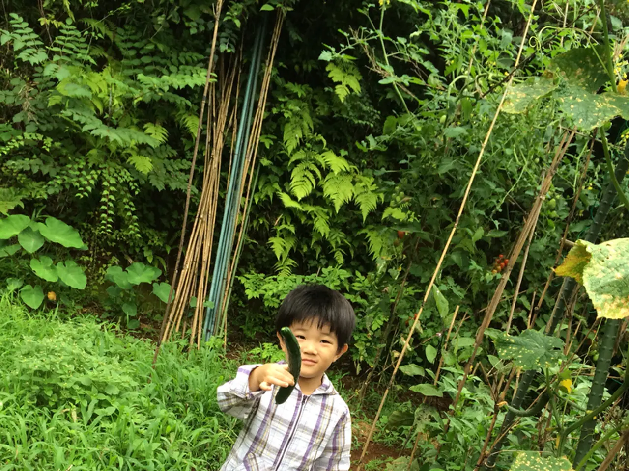 Fast Solutions for Common Cucumber Plant Issues