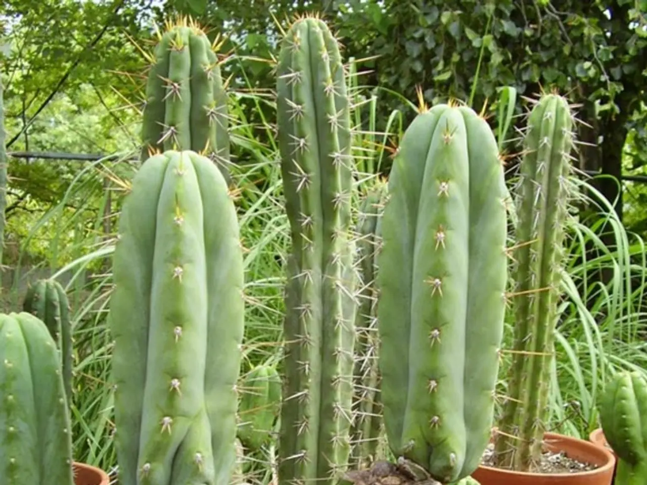 Instructions for Promoting and Maintaining Cactus Health