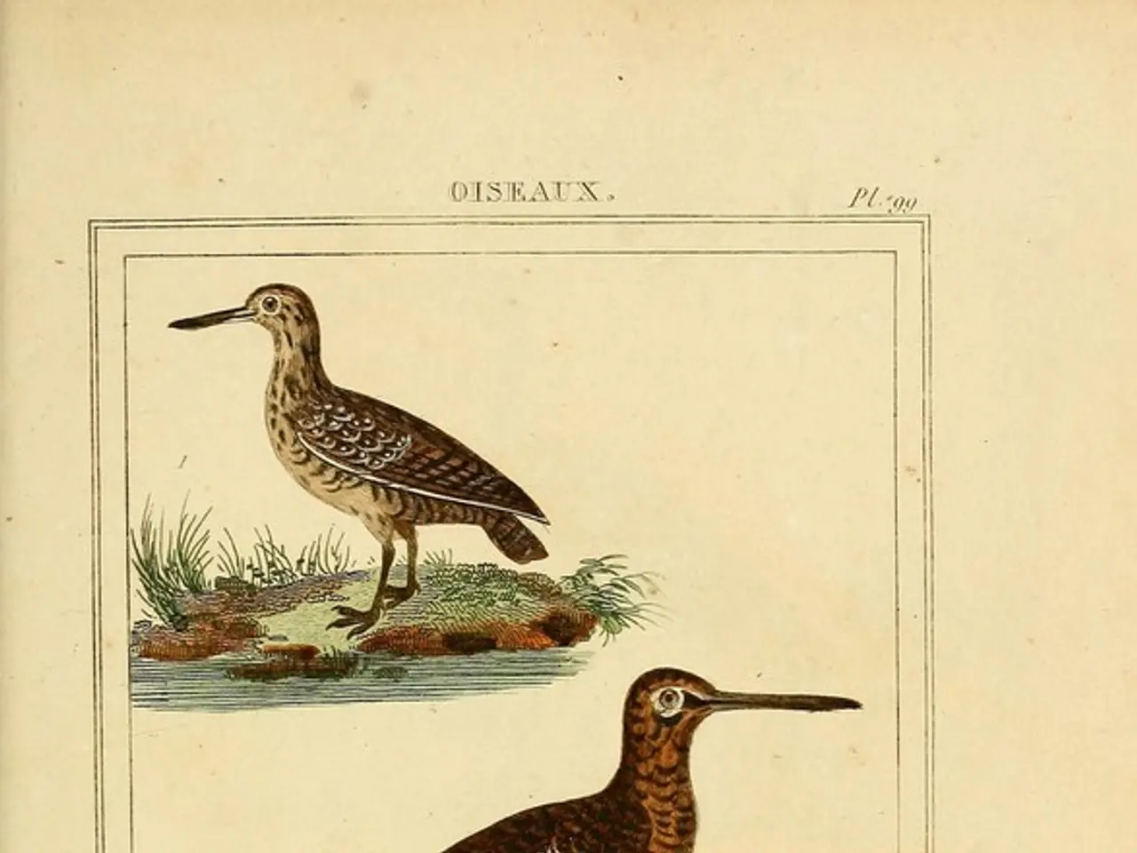 Top Pick: Birdbaths Encouraging Higher Bird Visitation in Your Garden