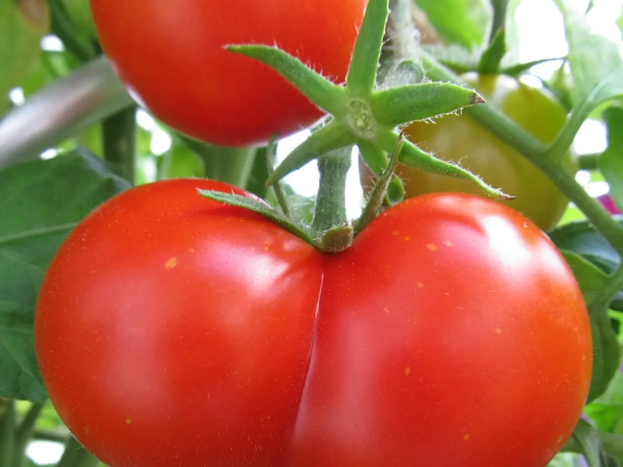 Cultivating Tasty and Vigorous Tomatoes: Expert Gardener's Guidance