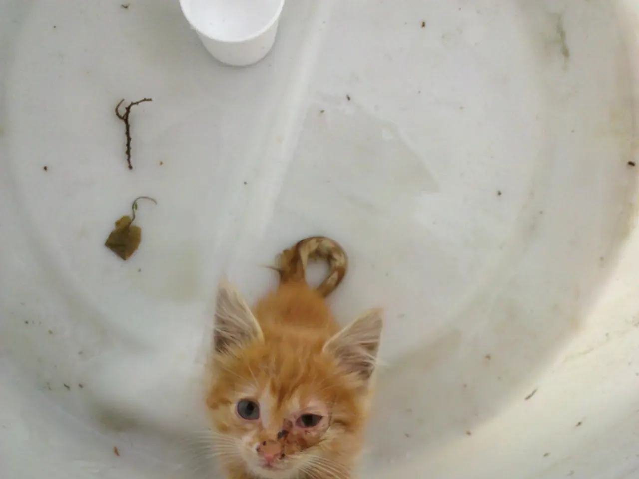 Water boiling can potentially harm or damage drains due to the sudden increase in temperature and...