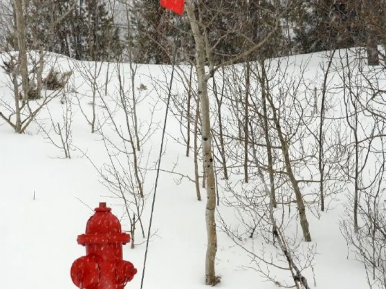 Avoid planting hydrangeas from now on due to certain circumstances.