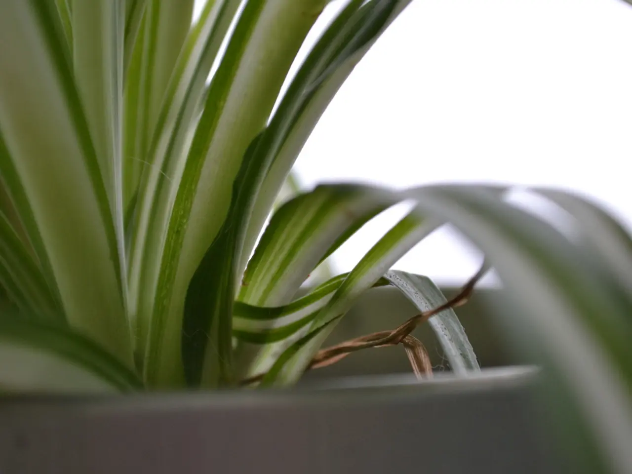 Unveiling Puzzling Phenomena in Soil: The Enigma of Those Spots in Greenery