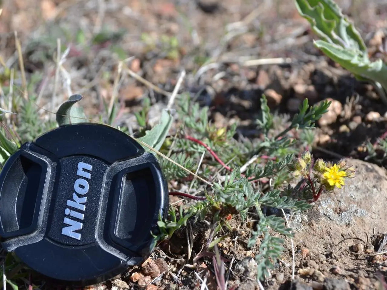 Selecting the Perfect Turf: Natural Grass vs. Artificial Grass