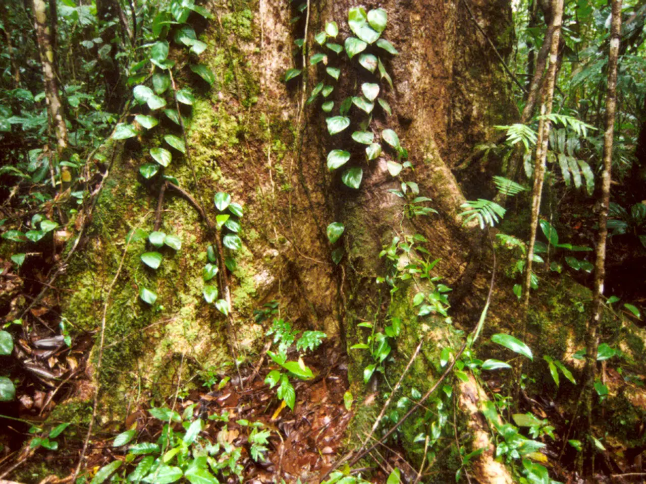 Plant Root-less Vegetation: A Guide