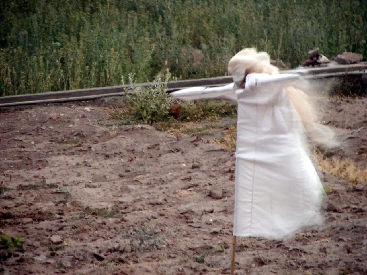 Unexpected Collaborator: The Benefits of Raccoons in Gardening