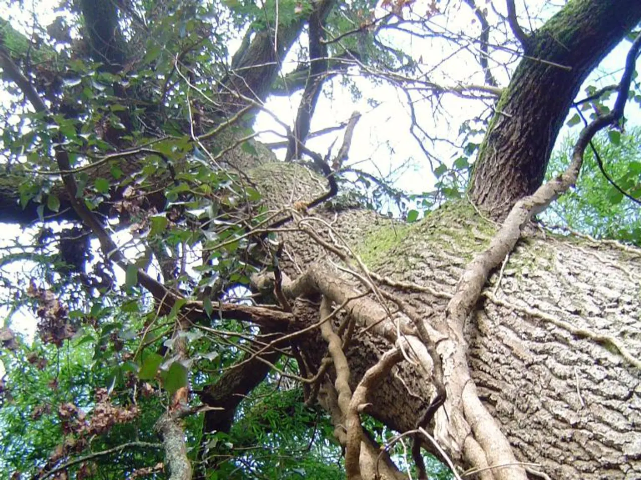 Enhance Your Home's Exterior Attraction with These Top 5 Front Yard Tree Options