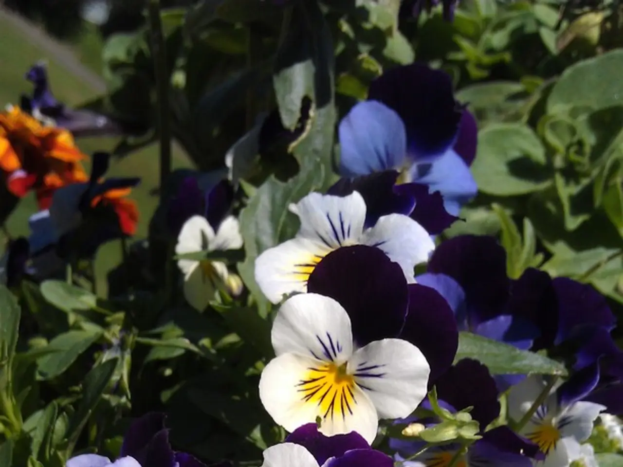 Maintaining Constant Blooms for Geraniums: Summer and Beyond Autumn