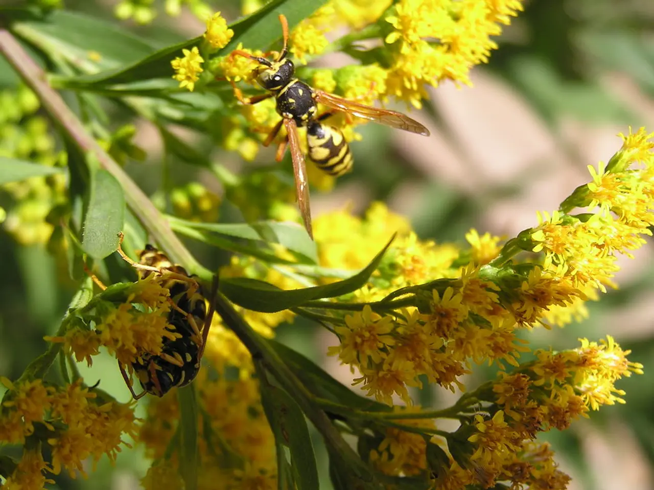 Backyard Insect Sanctuary: Cultivate a Miniature Haven for Insects