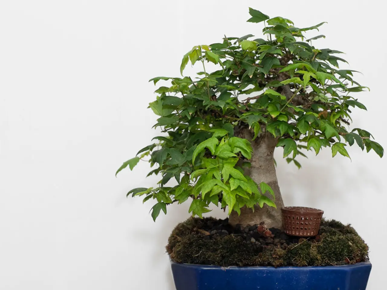 Maintaining the Health and Aesthetics of Rapid-Growing Bonsai Trees: A Guide to Pruning Roots
