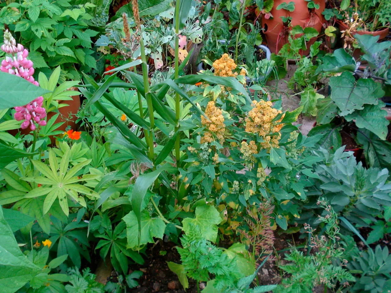 Guide for Nurturing and Tending Dusty Miller Plants in Your Garden