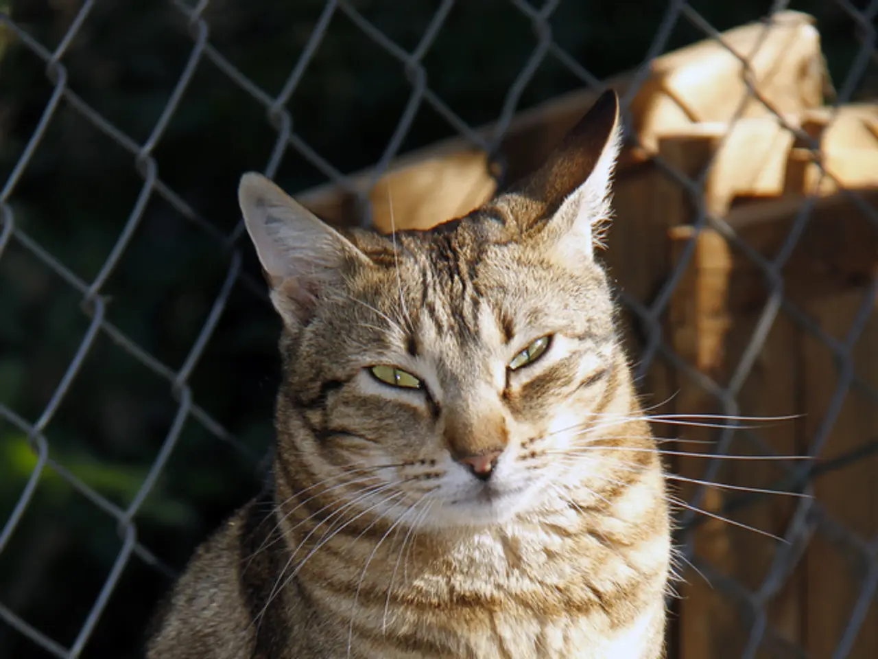 In this image there is a cat on a wooden table with a cover on it, behind the cat there is a mesh...