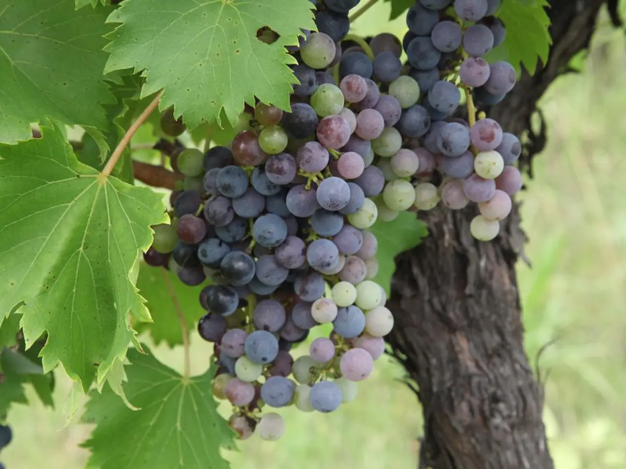 In this picture, I can see bunch of grapes to the tree and the grapes are black in color and few...