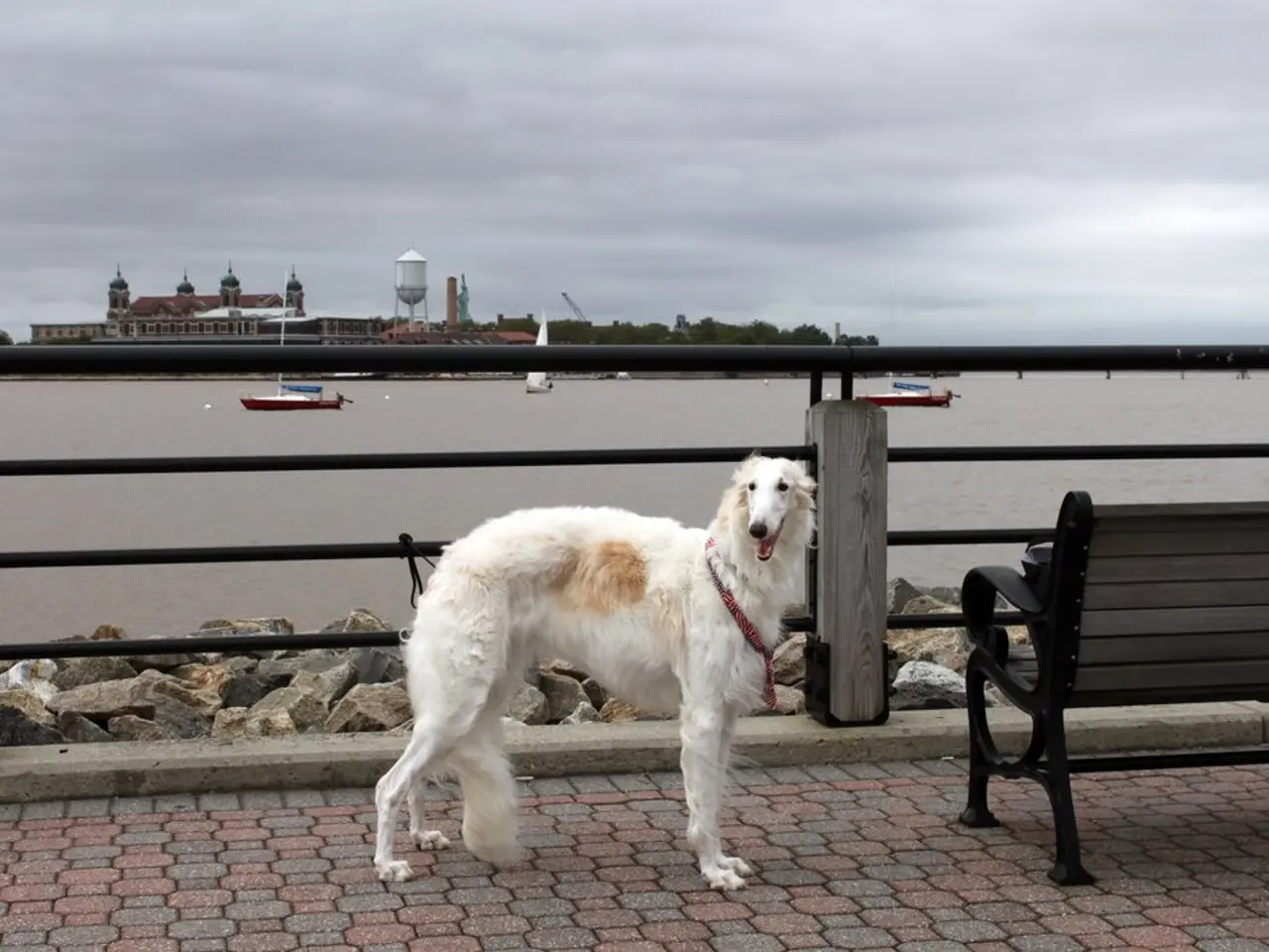 In this picture we can see a dog on the road. This is the bench. And there is a river. We can see a...