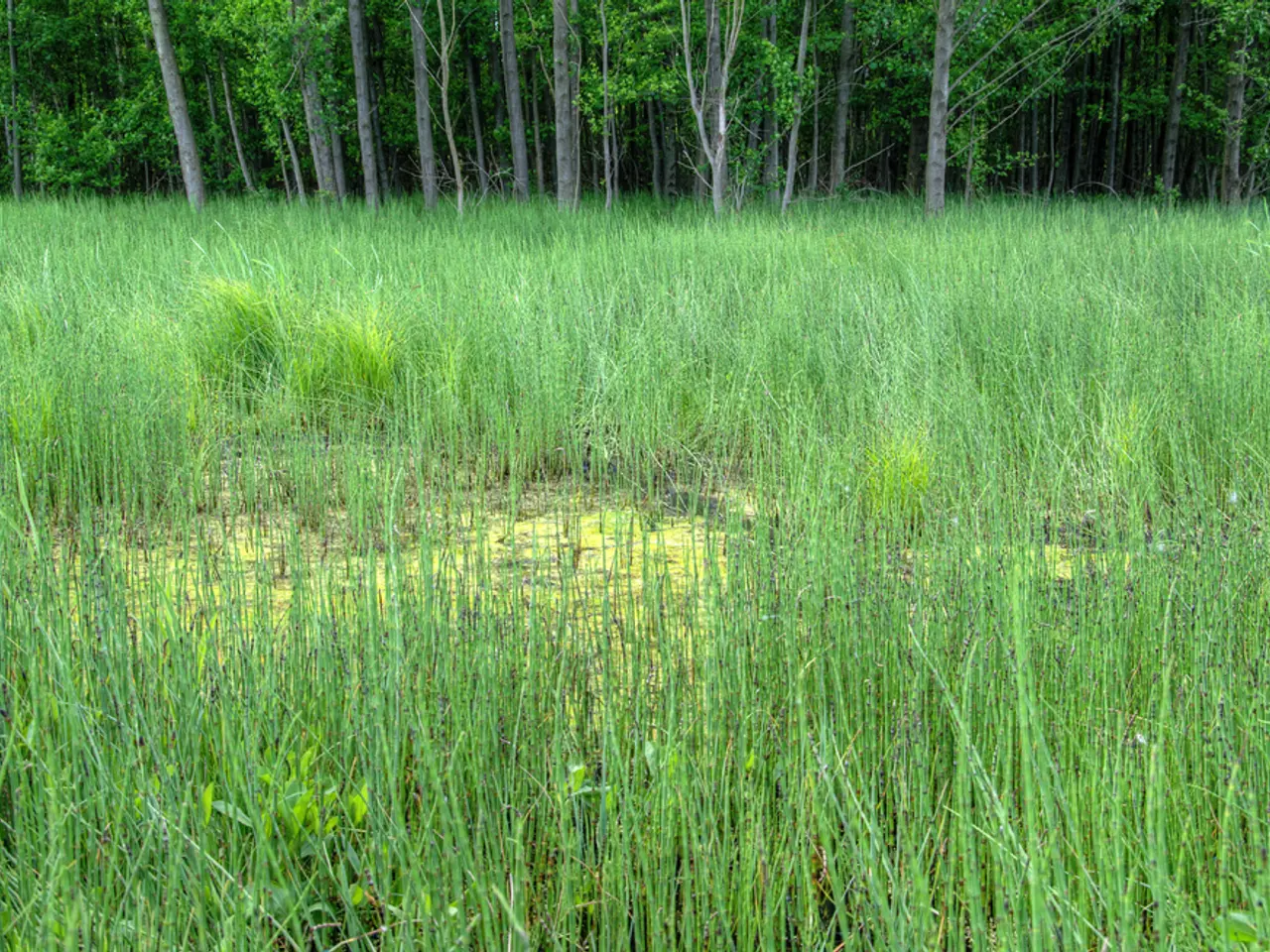 In this image we can see an agricultural farm. At the top of the image there are trees.