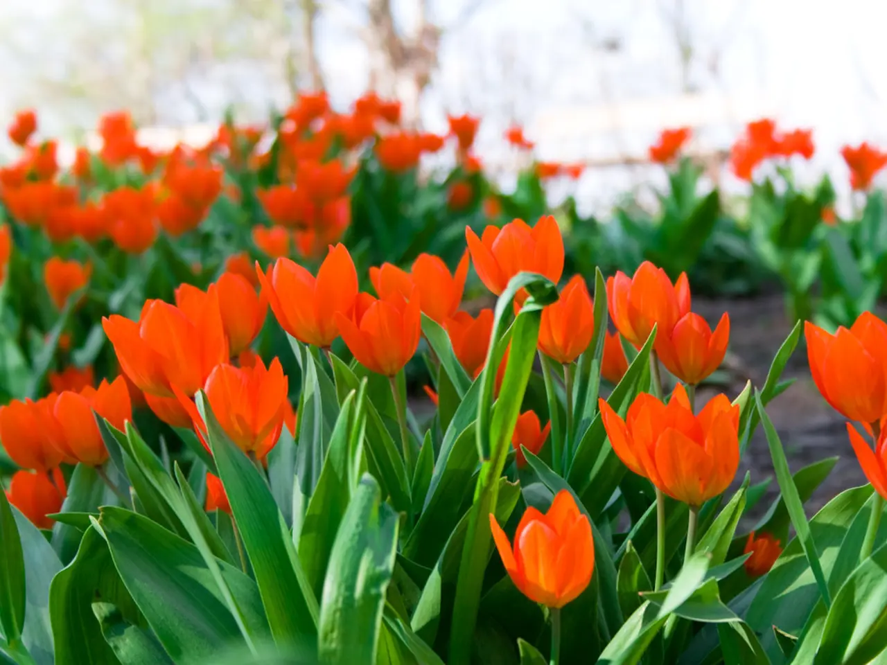 In this image I can see a tulip flower garden with green leaves.