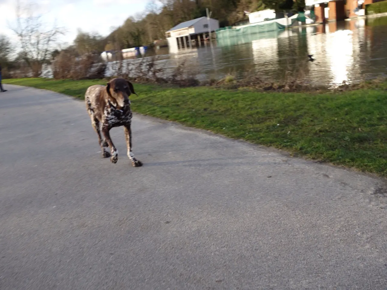 In this image there is a dog on the road, beside the dog there is grass and dry plants, beside the...