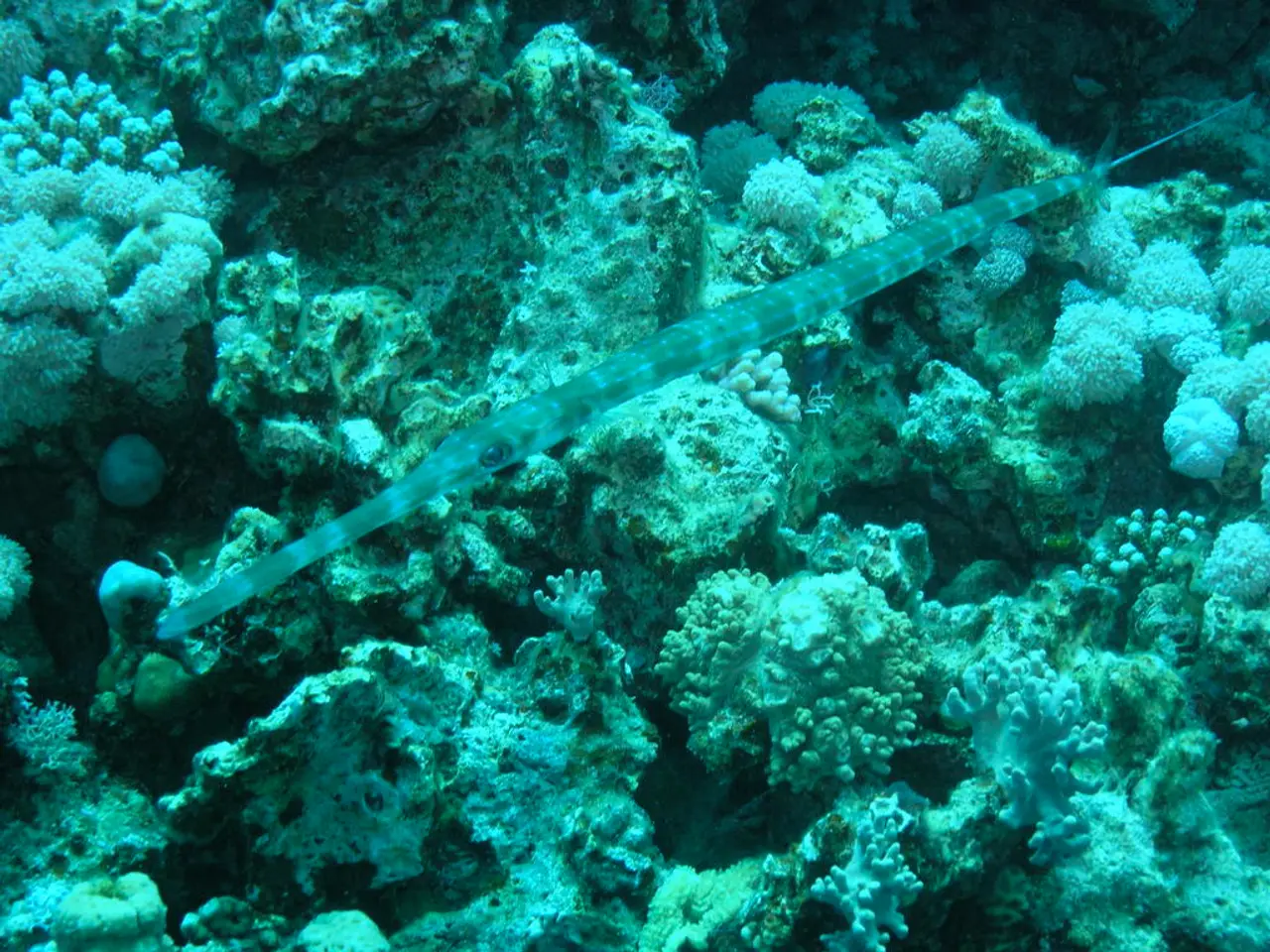 In this picture we can see a sea animal.