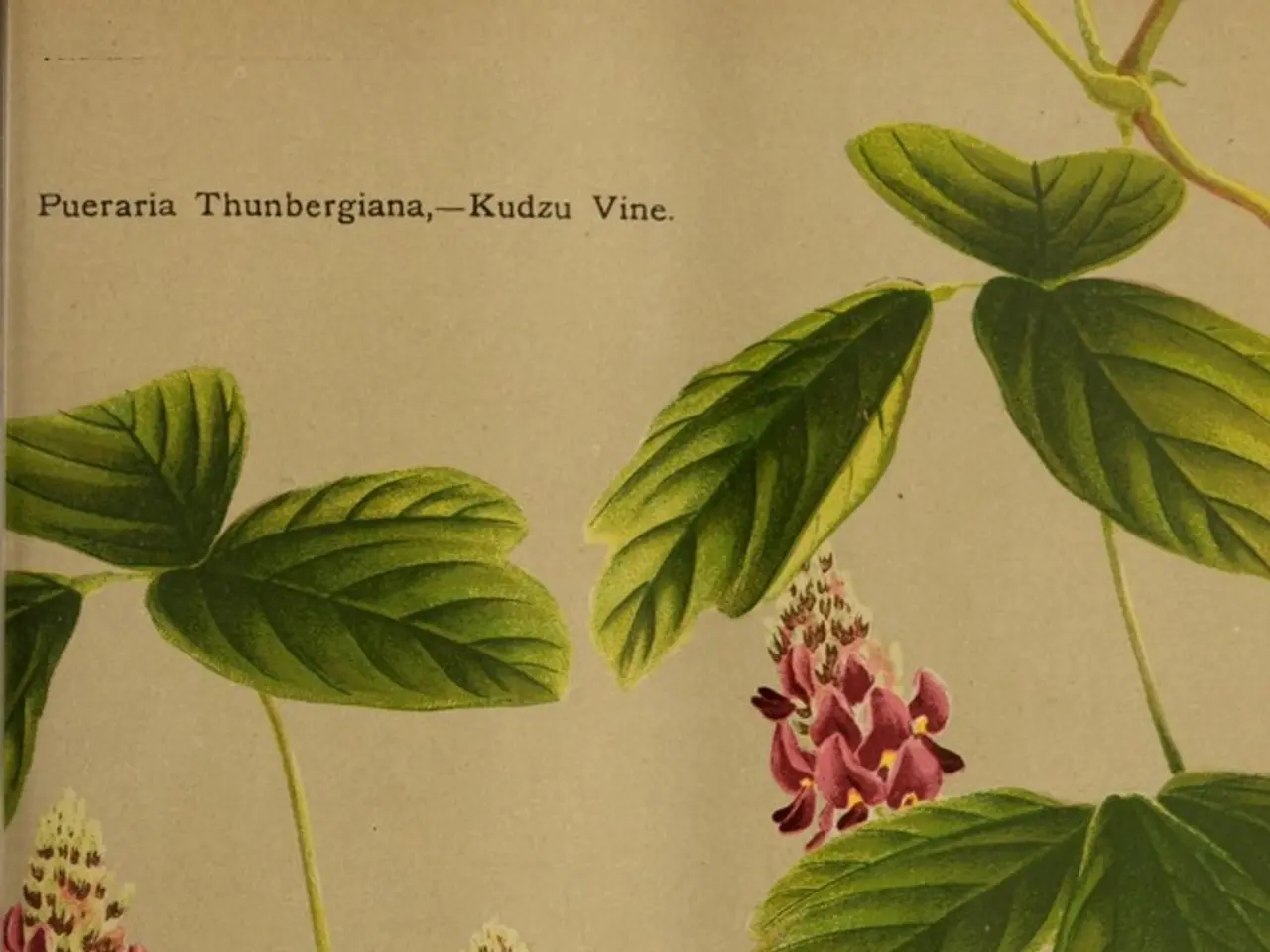 There is a page in the image on which there are flowers, leaves and text on it.