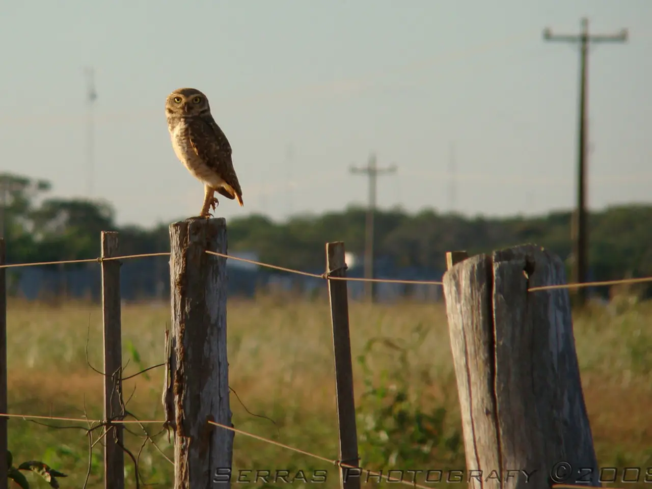 In this image I can see the bird on the wooden-log. I can see few trees, current-poles, sky and the...