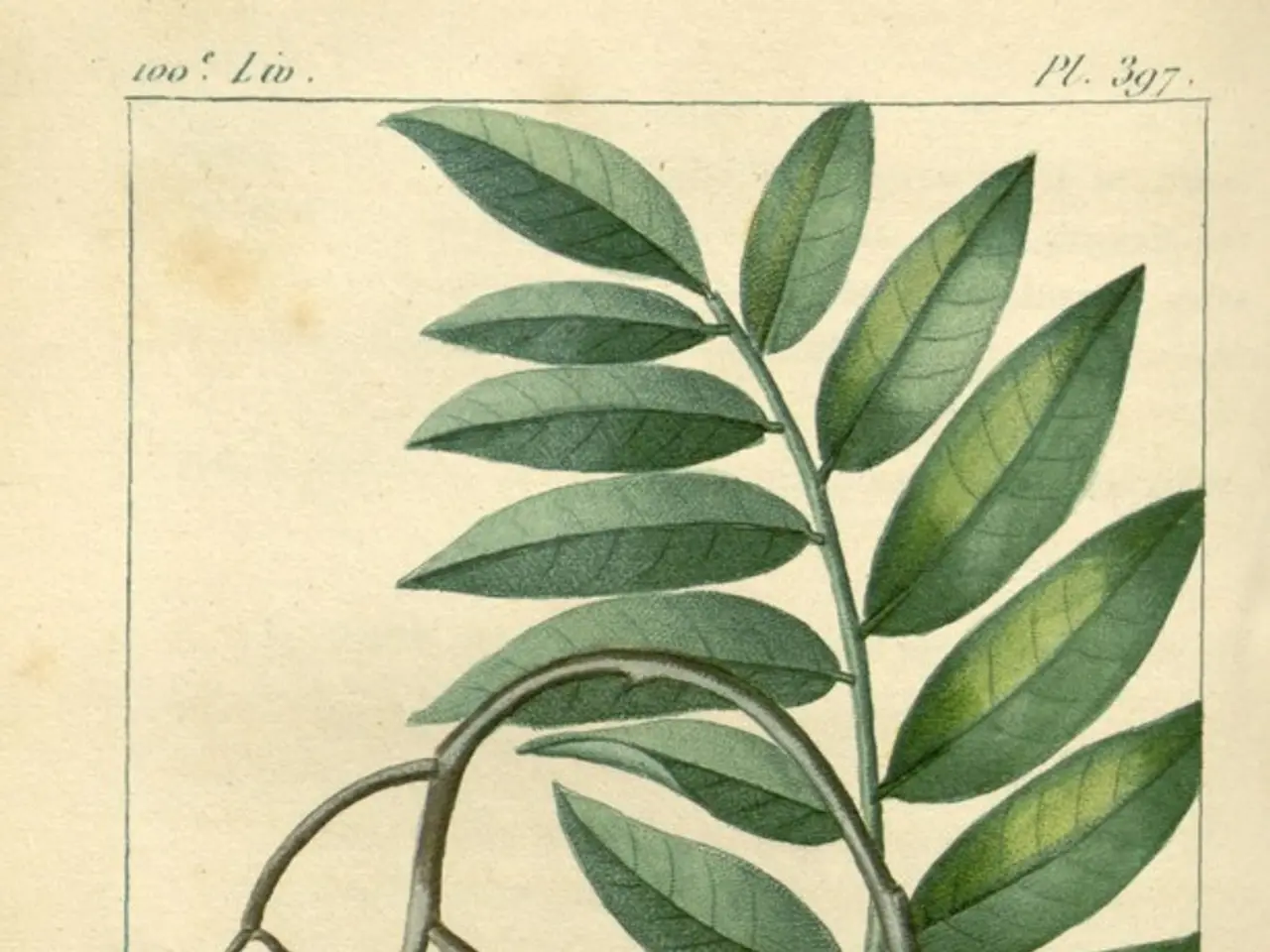 In this image we can see a paper with the fruits, stems and also leaves. We can also see some...