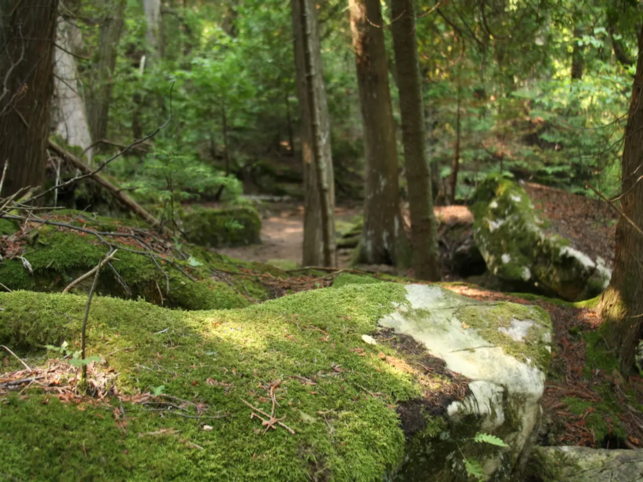 We can see some mosses and plants. Also there are some sticks. In the background there are trees.