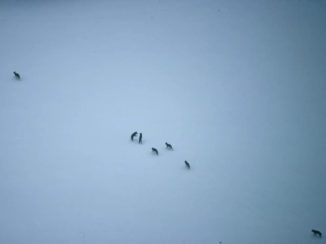 This is a picture taken in a snowy area. In the center of the picture there are wolves. On the...