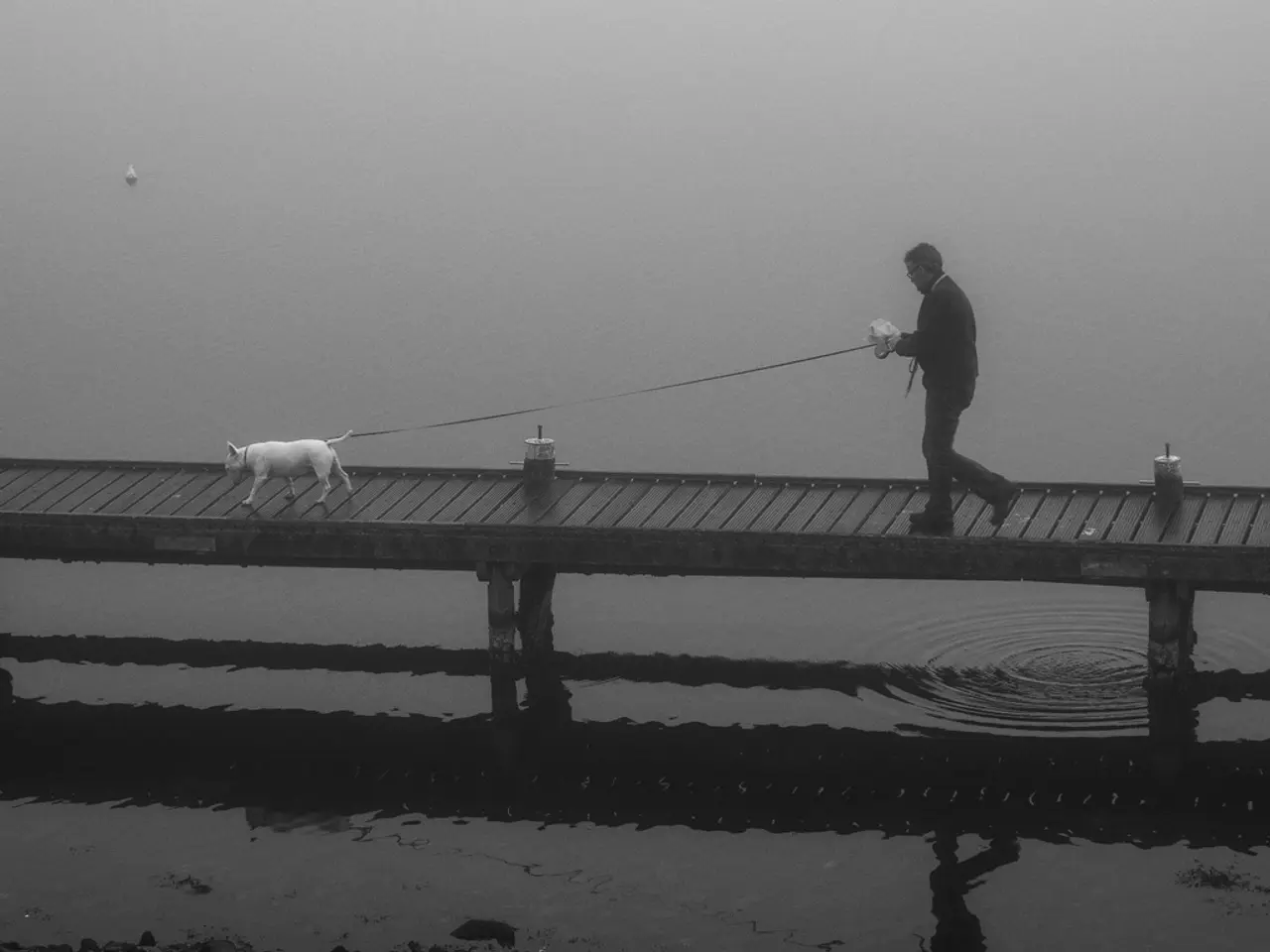 IN this image we can see a dog and a person walking on a wooden path, also we can see water, and...
