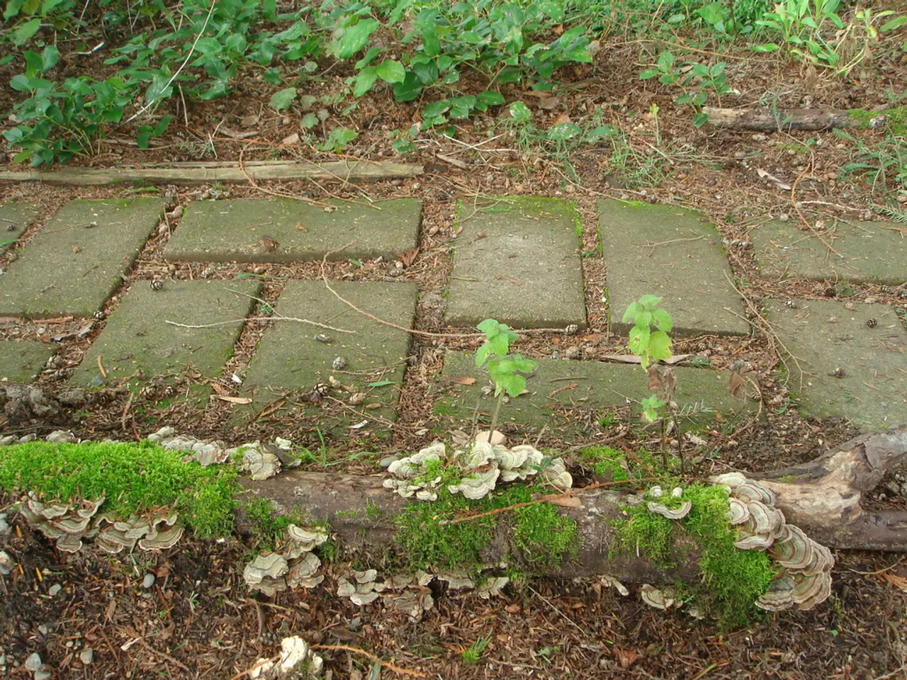 In this picture I can see a walkway, there are plants, dried leaves and there are oyster mushrooms.