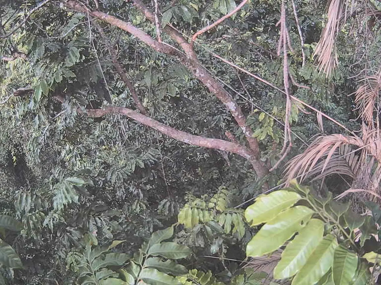 The picture consists of different trees. On the right there are dried palm tree leaves.