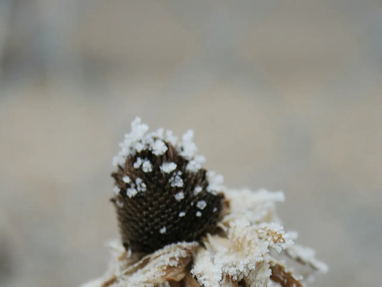In this image there is a flower covered in snow.