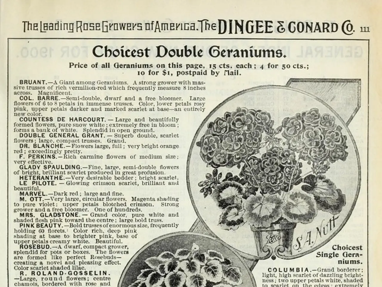 In this image we can see a newspaper with some printed text and some images of the flower pots.