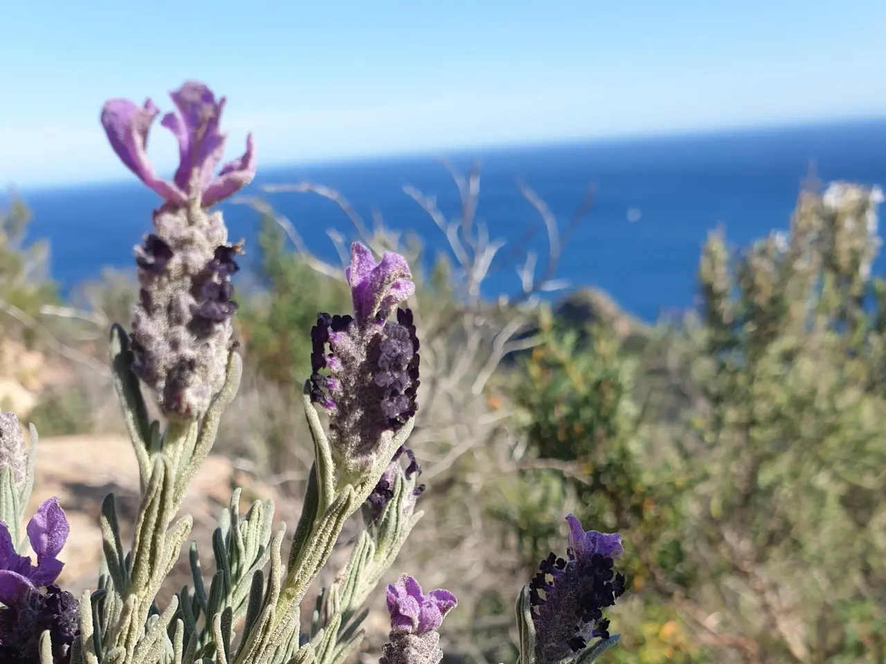 The image shows a field of lavender flowers with the ocean in the background. The flowers are a...
