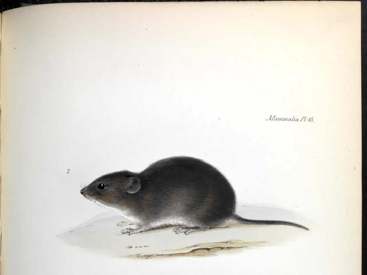 The image shows an open book with a drawing of two mice on it. The book is filled with detailed...