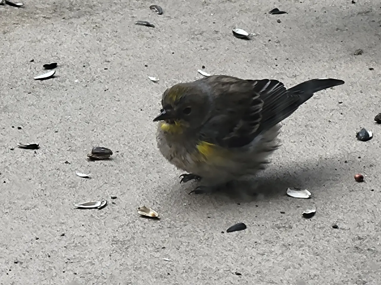 The image shows a small bird with yellow and black feathers standing on the ground surrounded by...