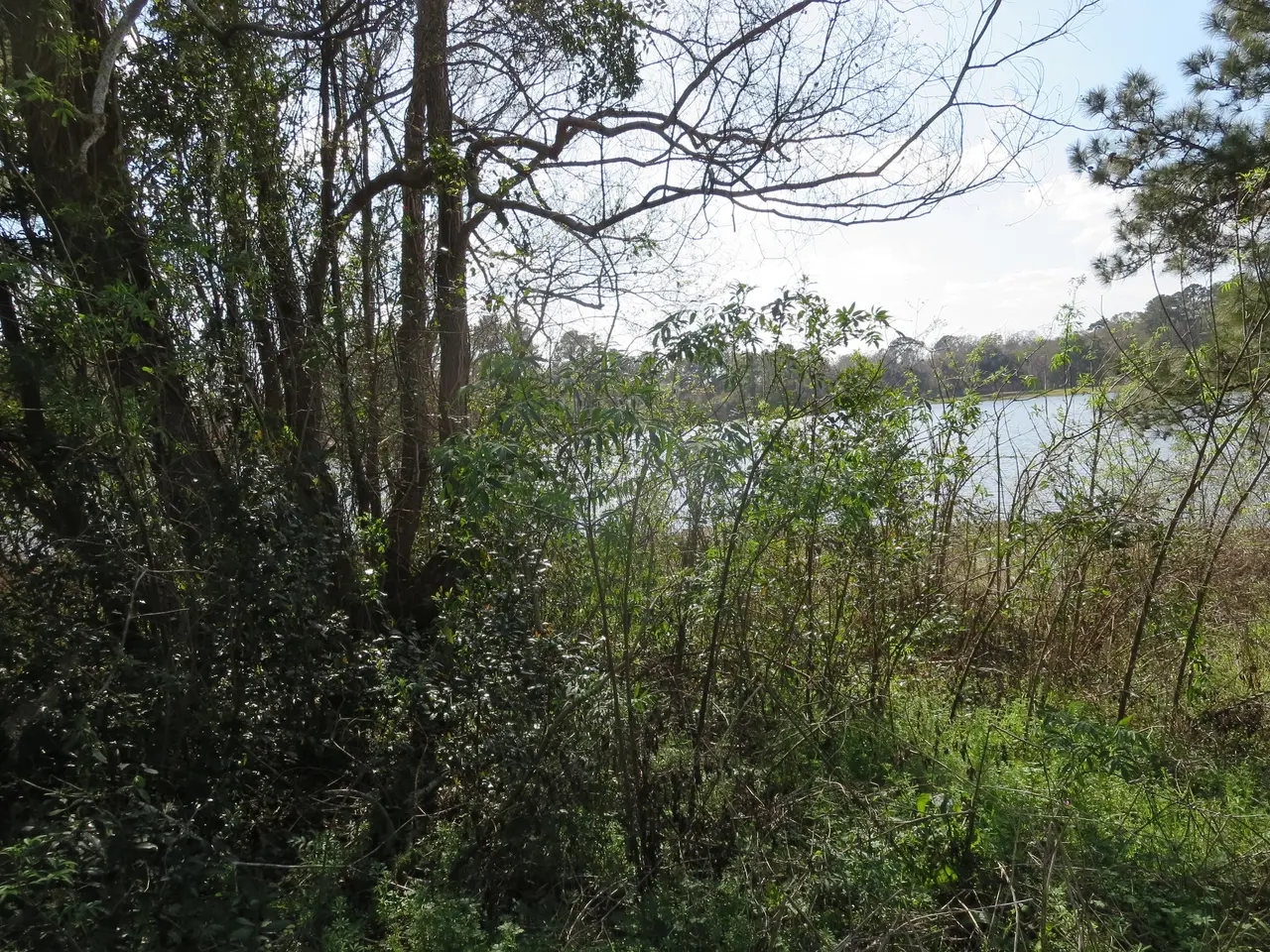 The image shows a lake surrounded by trees and bushes in the middle of a wooded area, with a sky...