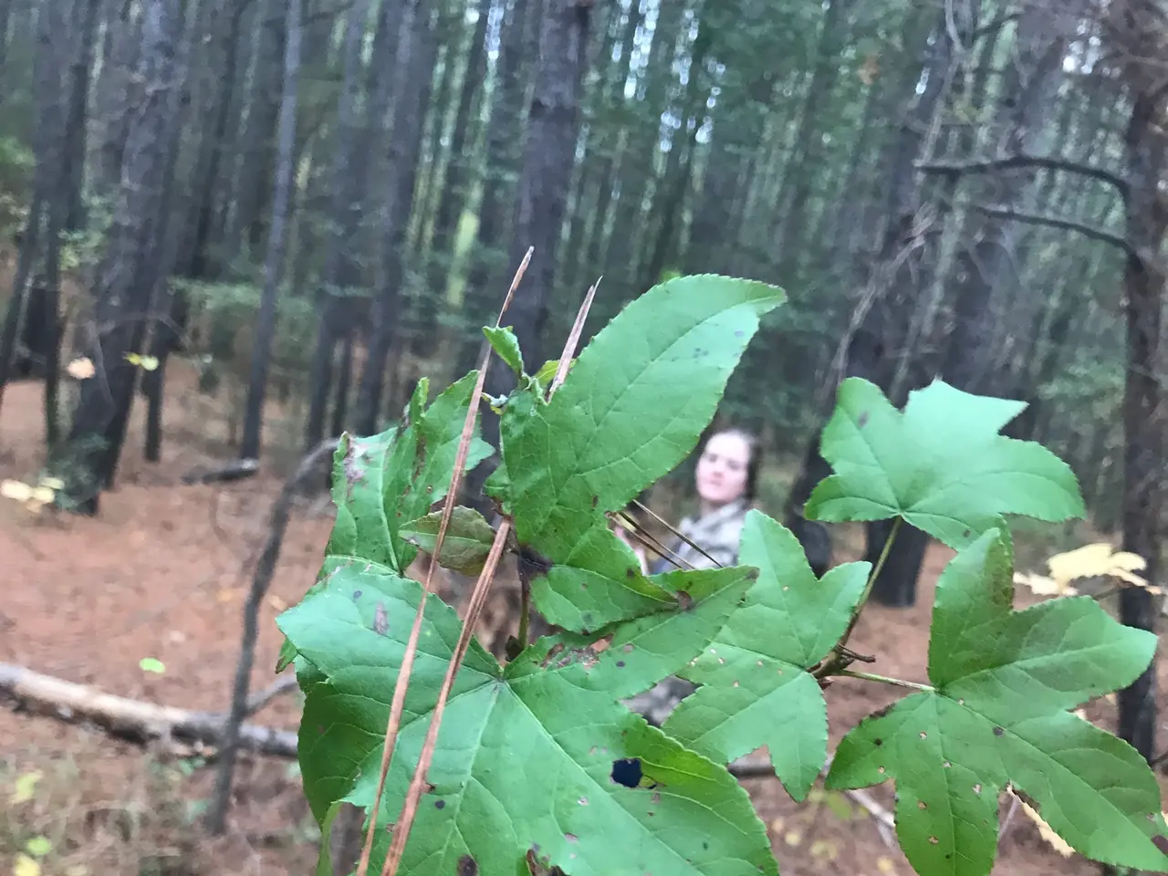 The image shows a person holding a leaf in their hand in the woods, surrounded by trees and dried...