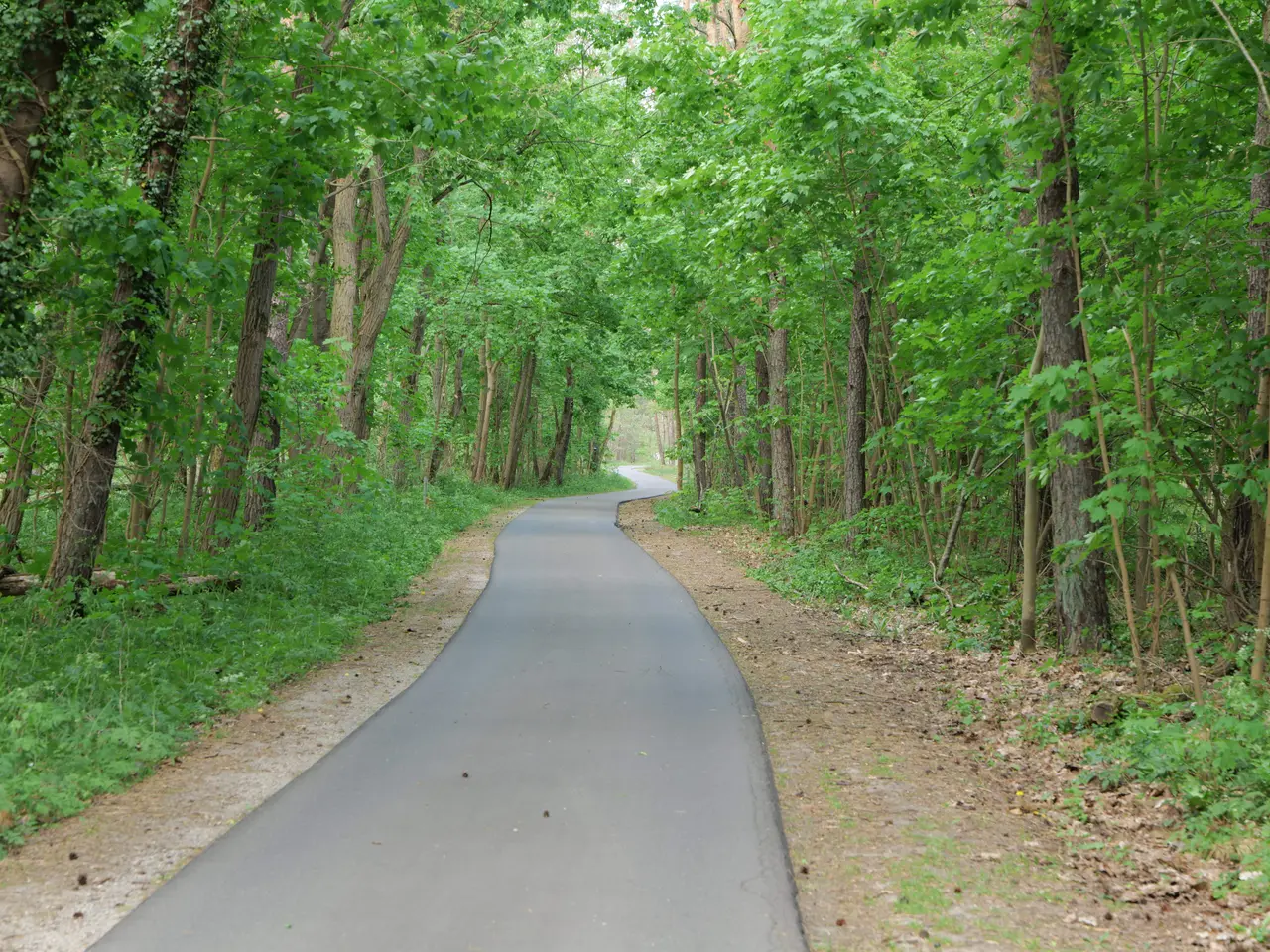 The image shows a paved road winding through a lush green forest, with tall trees on either side of...