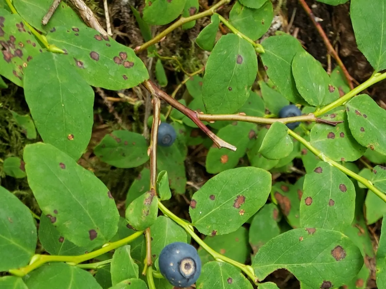The image shows a blueberry bush with green leaves and blueberries growing on it, surrounded by...