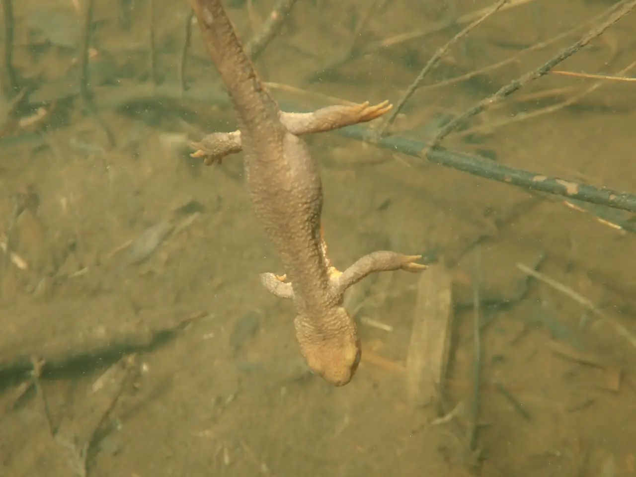 The image shows a common newt swimming in the water with its head above the water, surrounded by a...